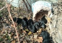 В Мелитополе новорожденных щенков выбросили на улицу (ФОТО)