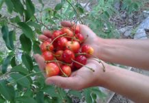 В Запорожье замечены точки продажи популярнейшего летнего фрукта