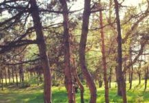 Запорожцев удивило необычное дерево (ФОТОФАКТ)