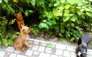 В Запорожье изверги отравили двух щенков (ФОТО)