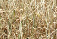 В Запорожской области засыхают озимые