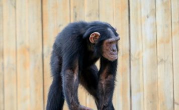 Старожил бердянского зоопарка примерила на себя образ бьюти-блогера (ВИДЕО)