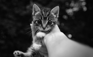 В Запорожье дети и спецподразделение бойцов спасли жизнь котёнку