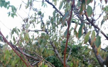 В Запорожской области неожиданно расцвело ещё одно ягодное дерево (ФОТОФАКТ)