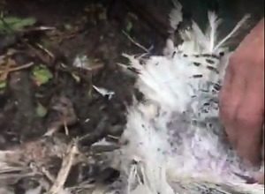 Неизвестное существо в Запорожской области продолжает атаковать фермерства