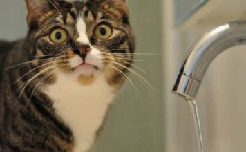 Запорожцы-должники останутся без воды