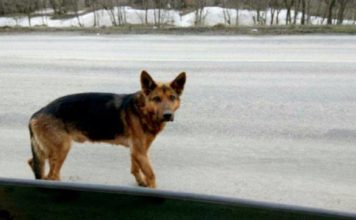 Возле запорожского курорта породистые псы бродят в поисках хозяев (ФОТО)