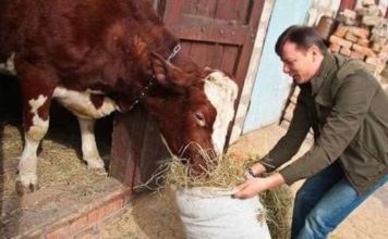 Олег Ляшко не позволит принять антинародный закон, запрещающий селянам продавать домашнее мясо