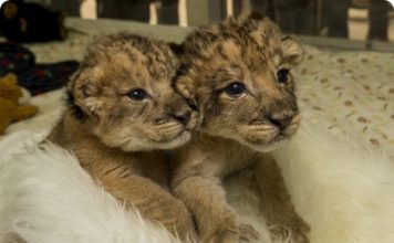 Baby-boom: в Запорожской области снова родились дикие животные (ВИДЕО)