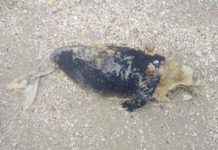 На запорожском курорте обнаружили труп редкого животного (ФОТО)