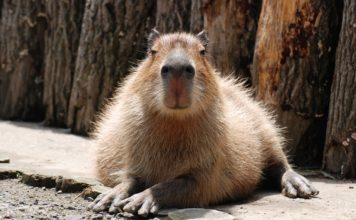 Запорожцам показали переезд капибары (ВИДЕО)