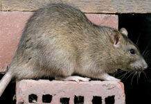 Жителей запорожской многоэтажки атакуют крысы (ВИДЕО)