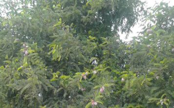 В Запорожской области внезапно зацвела акация (ФОТОФАКТ)