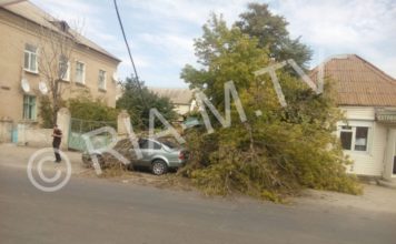 В Запорожской области дерево рухнуло на припаркованный автомобиль (ФОТО)