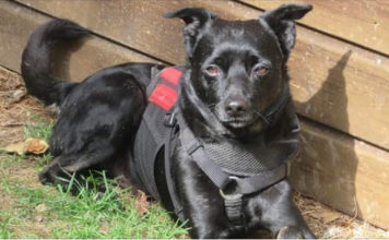 Пёс из Запорожской области нашел любящих хозяев в Бельгии