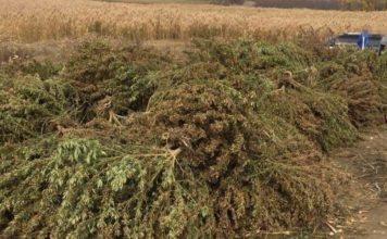 В селе Запорожской области, где не живет молодёжь и дети, нашли сотни кустов марихуаны и опасное оружие (ФОТО)