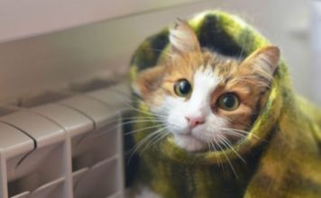 Мэр Запорожья сообщил, когда включат отопление