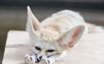 Запорожцам показали кулинарные пристрастия дикой африканской лисички (ВИДЕО)