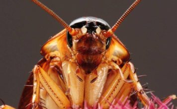 В витрине магазина заметили таракана, лакомившегося сырником (ФОТО)