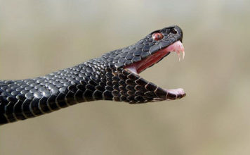 В центре Запорожья прохожих напугала змея (ВИДЕО)