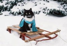 Какая погода ожидает запорожцев сегодня