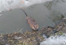 В Дубовой Роще сняли на видео нашествие водяных крыс