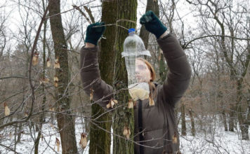 Запорожцы на Хортице кормят птиц (ФОТО)