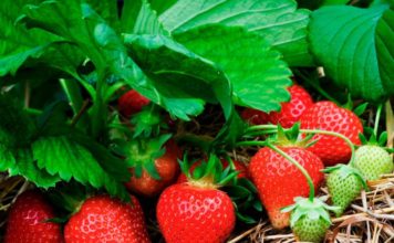 В Запорожской области предлагают клубнику по заоблачным ценам (ФОТОФАКТ)