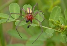Арахнофобам на заметку: в Запорожье появился новый вид «прыгающих» пауков (ФОТО)