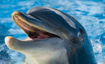 На запорожском курорте запечатлели дельфина, который сам приплыл к людям (ВИДЕО)