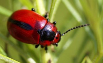 Город в Запорожской области оккупировали полчища жуков (ФОТО)