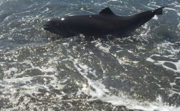 В Запорожской области берега курортов устланы трупами дельфинов (ФОТО)