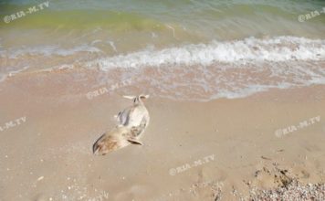 На популярном запорожском курорте мертвые дельфины пугают курортников (ФОТО)