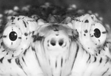 В Запорожье запечатлели необычный арт-объект (ФОТО)