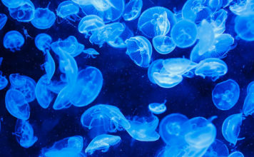 В соцсети показали, что сейчас происходит на популярном запорожском курорте (ВИДЕО)