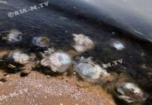 Месиво из медуз и водорослей: в Примпосаде курортники боятся зайти в воду (ФОТО-ВИДЕО)