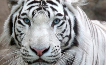 В бердянском зоопарке подросли хищники с уникальной мутацией (ВИДЕО)