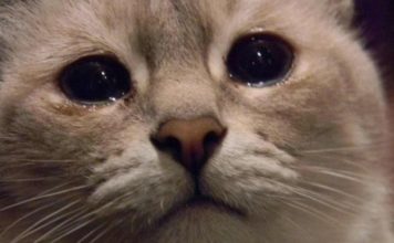 Запорожанка на глазах у всех издевалась над животным (ФОТО)