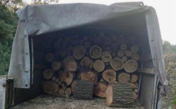 В Запорожье задержали «черных» лесорубов (ФОТО)