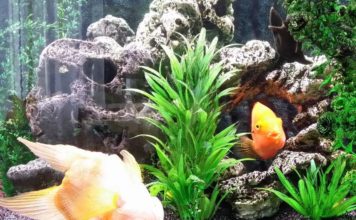 В Запорожской области посетители магазина отравили аквариумных рыбок (ФОТО)