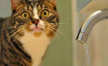 Часть Запорожья временно отключат от воды