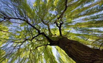 В Запорожье пенсионерка упала с дерева: женщина скончалась