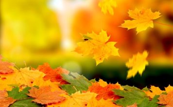 Из центра Запорожья коммунальщики вывезут почти 300 тонн листвы