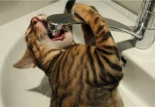 Шевченковский район Запорожья останется без воды (АДРЕСА)