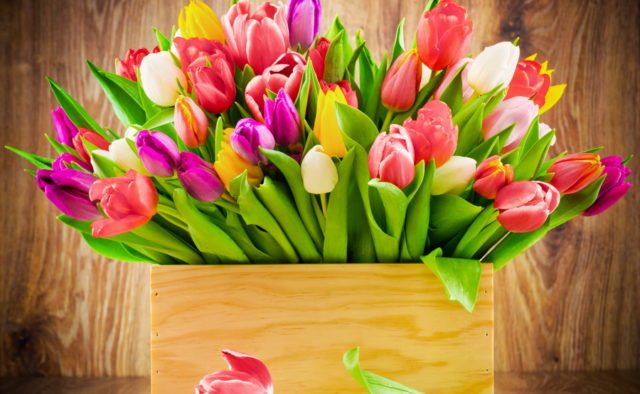 tyulpanyi_prazdnik-640x394
