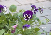 В Запорожье высадят тысячи ярких цветов (ФОТО)