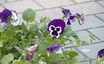 В Запорожье высадят тысячи ярких цветов (ФОТО)