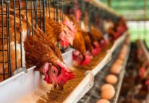 Причины не найдены: в Запорожской области на ферме зафиксирован мор птицы