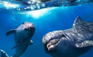 На запорожском курорте заметили пару дельфинов (ВИДЕО)