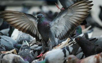 В Запорожской области фиксируют мор голубей (ФОТО)